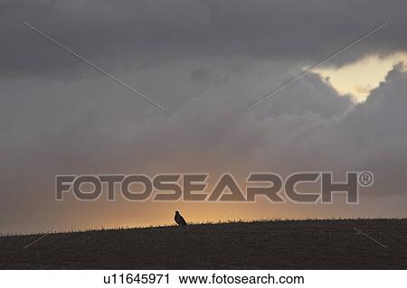 canada, ridge, saskatchewan, scenic, sunset, hawk View Large Photo Image Stock Image - canada, ridge, saskatchewan, scenic, sunset, hawk. Fotosearch