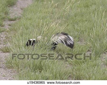 canada, skunk, western, saskatchewan, scenic, striped View Large Photo Image Stock Photography - canada, skunk, western, saskatchewan, scenic, striped. Fotosearch