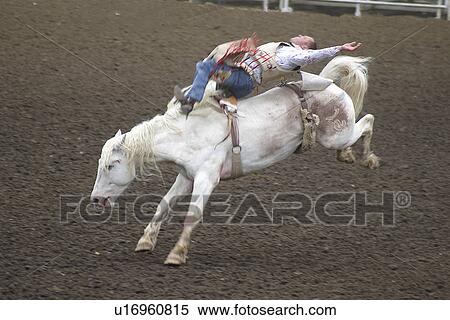 canada, stampede, sport, rodeo, 2005, calgary View Large Photo Image Stock Photography - canada, stampede, sport, rodeo, 2005, calgary. Fotosearch
