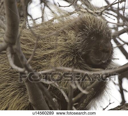 canada, tree, western, saskatchewan, scenic, porcupine View Large Photo Image Stock Photo - canada, tree, western, saskatchewan, scenic, porcupine. Fotosearch