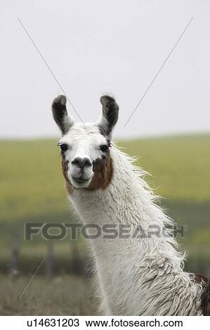 Stock Image - canada, up, saskatchewan, scenic, llama, close. Fotosearch