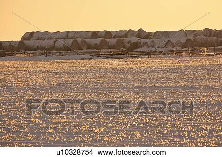 canada, view, saskatchewan, scenic, sunset, winter View Large Photo Image Picture - canada, view, saskatchewan, scenic, sunset, winter. Fotosearch