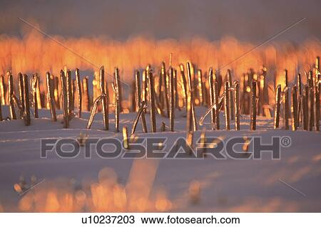 Stock Image - canada, view, saskatchewan, scenic, sunset, winter. Fotosearch