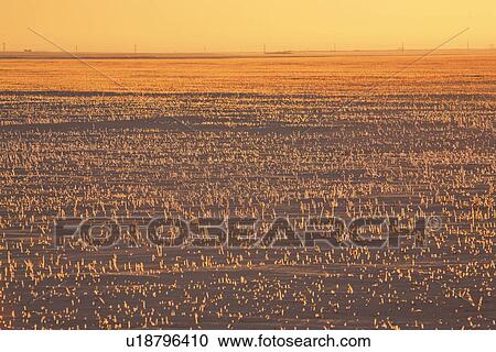 canada, view, saskatchewan, scenic, sunset, winter View Large Photo Image Stock Image - canada, view, saskatchewan, scenic, sunset, winter. Fotosearch