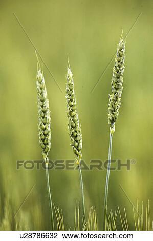 canada, wheat, saskatchewan, scenic, crop, ripening View Large Photo Image Stock Image - canada, wheat, saskatchewan, scenic, crop, ripening. Fotosearch