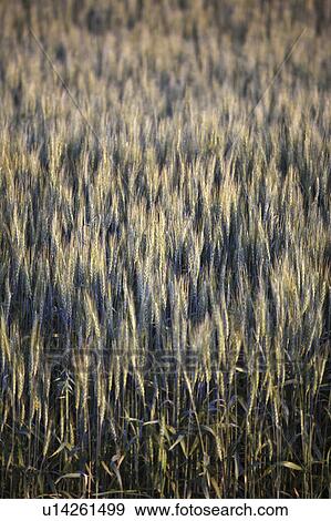 canada, wheat, saskatchewan, scenic, crop, ripening View Large Photo Image Stock Photo - canada, wheat, saskatchewan, scenic, crop, ripening. Fotosearch