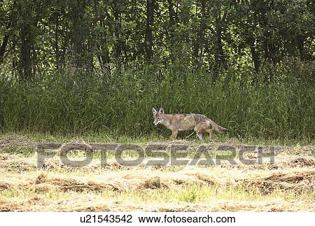 canis, north, found, latrans, coyote View Large Photo Image Stock Image - canis, north, found, latrans, coyote. Fotosearch