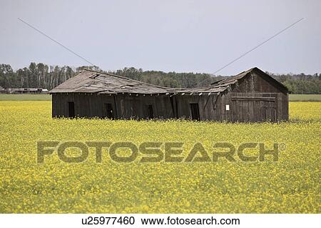 Stock Image - canola, old, middle, building, farm, collapsing. Fotosearch