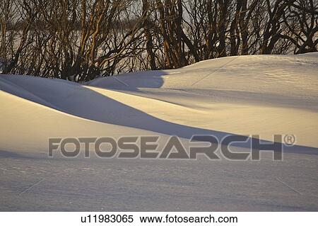 caraganna, drifts, behind, up, piled, snow View Large Photo Image Stock Photography - caraganna, drifts, behind, up, piled, snow. Fotosearch