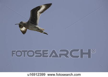 Stock Photo - catoptroporus, flight, canada, saskatchewan, scenic, willet. Fotosearch