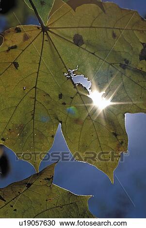Stock Image - central, shining, leaf, maple, through, sun. Fotosearch