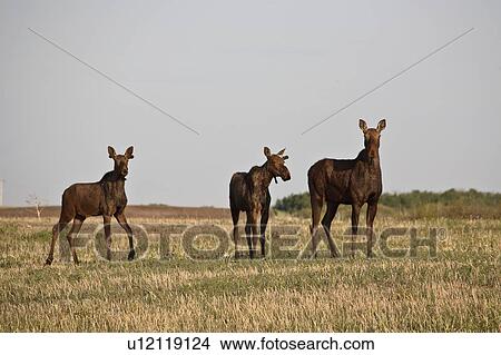 cervidae, alces, members, distinguished, americanus, moose View Large Photo Image Picture - cervidae, alces, members, distinguished, americanus, moose. Fotosearch