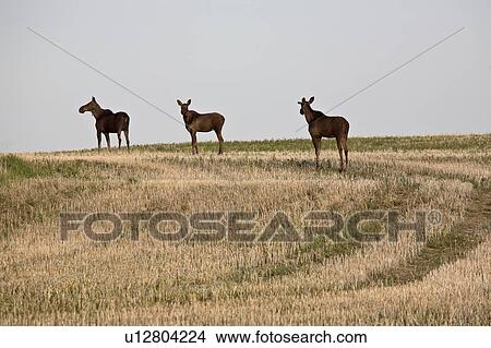 cervidae, alces, members, distinguished, americanus, moose View Large Photo Image Picture - cervidae, alces, members, distinguished, americanus, moose. Fotosearch