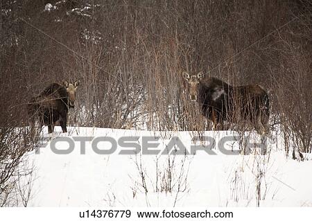 Stock Photo - cervidae, alces, members, distinguished, americanus, moose. Fotosearch