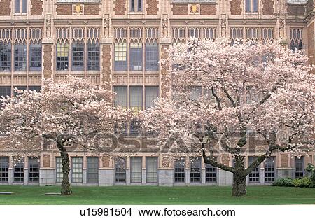 cherry, hall, blossoming, behind, stands, smith View Large Photo Image Picture - cherry, hall, blossoming, behind, stands, smith. Fotosearch