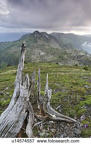 Stock Photo - cloudy, stump, below, mountains, meadow, tree. Fotosearch