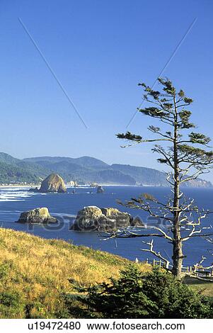 Stock Image - coastline, tree, ocean, ecola, town, scenic. Fotosearch
