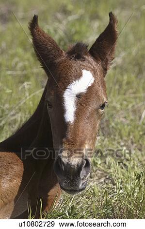 Stock Photo - colt, scenic, marking, lighning, young. Fotosearch