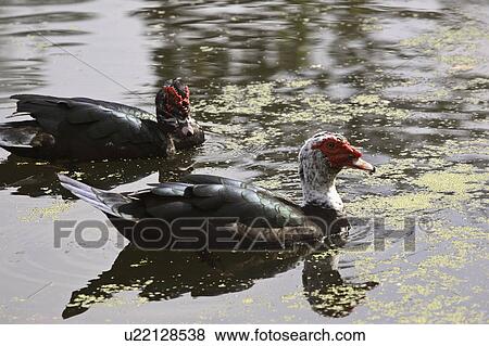 Stock Photo - common, moorhens, usa, florida, pond, two. Fotosearch