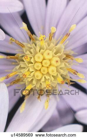 Stock Photo - composite, stem, stamens, flower, aster, crooked. Fotosearch
