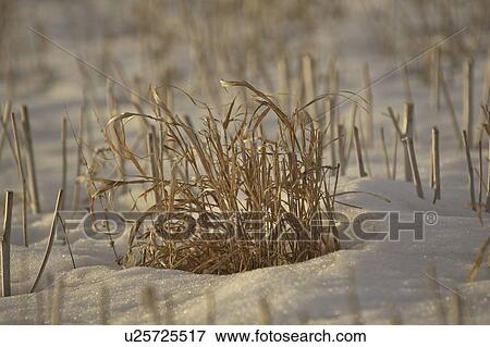 Stock Photo - covered, lighting, snow, grass, patch, low. Fotosearch