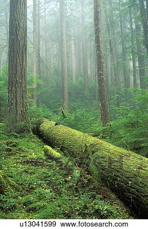 creek, mountains, mt, fallen, tree, snohomish View Large Photo Image Stock Photo - creek, mountains, mt, fallen, tree, snohomish. Fotosearch