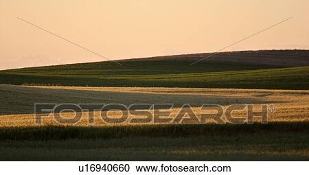 Stock Image - crop, light, wheat, sun, setting, low. Fotosearch
