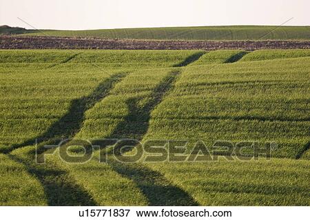 Stock Photo - crop, tracks, growing, new, through, tire. Fotosearch
