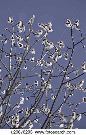 crystals, frost, ice, white, refers, hoar View Large Photo Image Stock Image - crystals, frost, ice, white, refers, hoar. Fotosearch