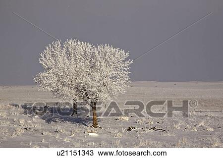 crystals, frost, ice, white, refers, hoar View Large Photo Image Stock Image - crystals, frost, ice, white, refers, hoar. Fotosearch