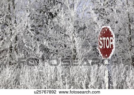 crystals, frost, ice, white, refers, hoar View Large Photo Image Stock Image - crystals, frost, ice, white, refers, hoar. Fotosearch
