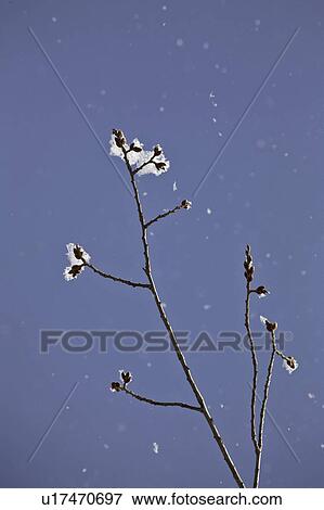 crystals, frost, ice, white, refers, hoar View Large Photo Image Stock Photo - crystals, frost, ice, white, refers, hoar. Fotosearch