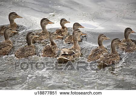 Stock Image - dabbling, teal, small, discors, anas, bluewinged. Fotosearch