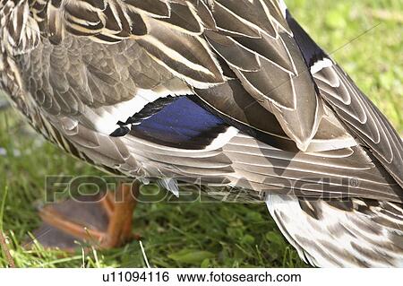 Stock Photograph - dabbling, teal, small, discors, anas, bluewinged. Fotosearch