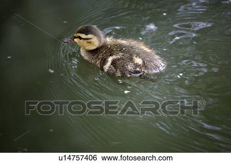 Stock Photograph - dabbling, teal, small, discors, anas, bluewinged. Fotosearch