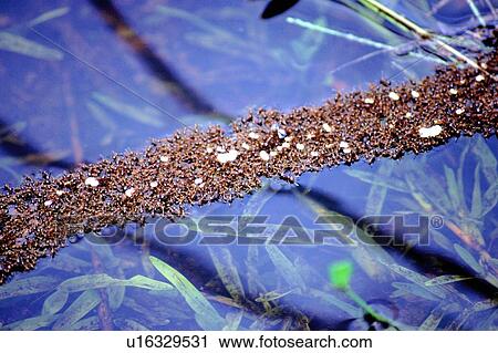 Stock Image - danger, fire, colony, eggs, ants, insect. Fotosearch