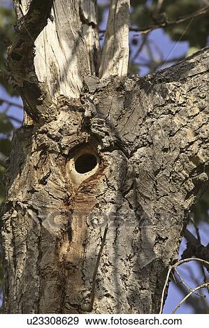 dead, tree, canada, saskatchewan, scenic, hole View Large Photo Image Stock Photo - dead, tree, canada, saskatchewan, scenic, hole. Fotosearch