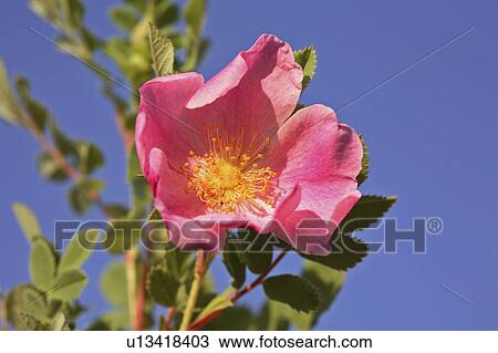 Stock Image - deciduous, prairie, arkansana, rosa, rose, wild. Fotosearch