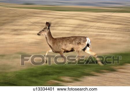 deer, habitat, hermionus, odocoileus, mule View Large Photo Image Stock Image - deer, habitat, hermionus, odocoileus, mule. Fotosearch