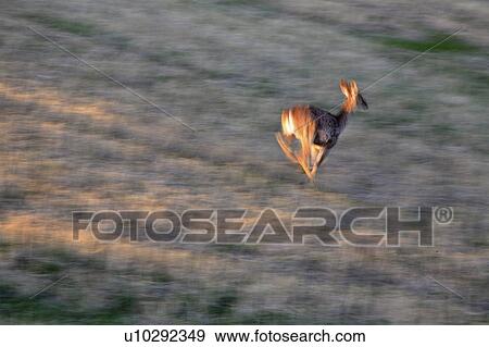 Stock Photo - deer, habitat, hermionus, odocoileus, mule. Fotosearch