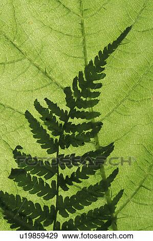 Stock Photo - devils, horridum, nature, fern, national, plant. Fotosearch