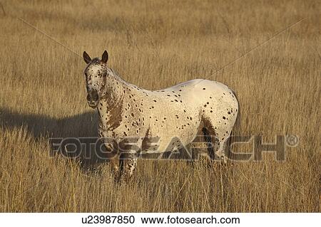 Stock Image - diefenbaker, horse, lake, west, pasture, spotted. Fotosearch