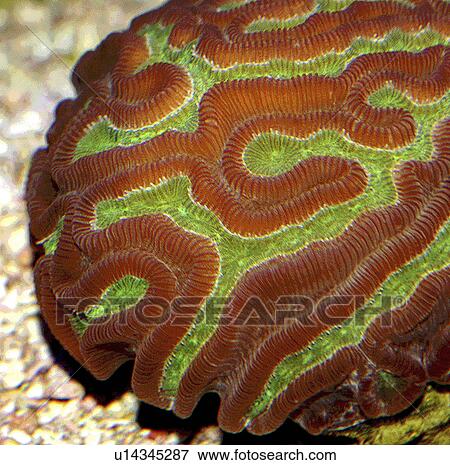 Stock Photo - digital, coral, builder, reef, tropical, brain. Fotosearch