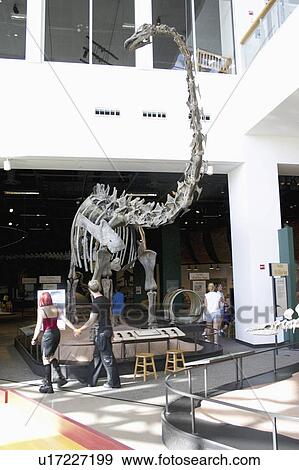 displayed, diplodocus, period, jurassic, dinosaur, prehistoric View Large Photo Image Stock Photo - displayed, diplodocus, period, jurassic, dinosaur, prehistoric. Fotosearch