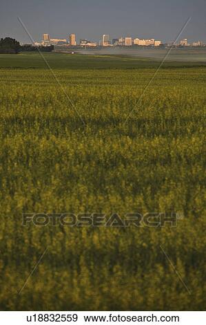 Stock Photo - distance, field, saskatchewan, scenic, regina. Fotosearch
