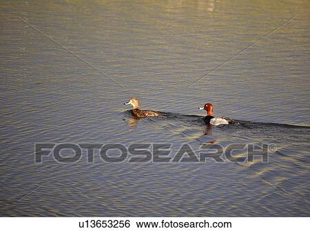 diving, duck, mediumsized, americana, aythya, redhead View Large Photo Image Stock Photograph - diving, duck, mediumsized, americana, aythya, redhead. Fotosearch