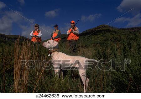 Stock Photograph - dog, hunting, countryside, virginia, dogs, hunters. Fotosearch