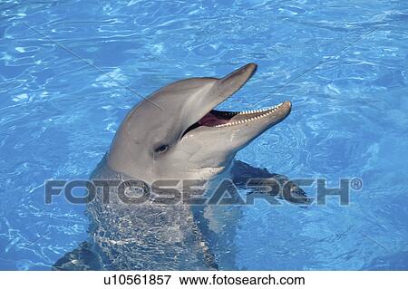 Stock Photo - dolphin, bottlenosed, porpoise, oceanarium, bottlenose. Fotosearch