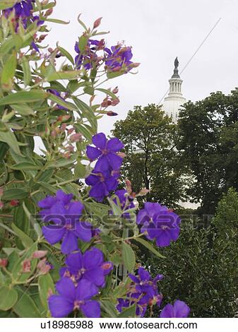 Stock Photo - dome, garden, peaceful, beautiful, capitol. Fotosearch
