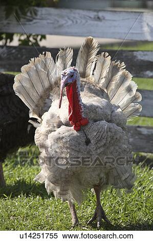 Stock Photography - domestic, saskatchewan, scenic, turkey, colorful. Fotosearch